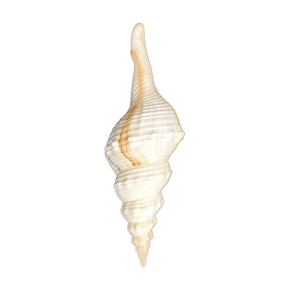 Seashell Spindle Shell Striped Cream White Hemifusus Ternatanuus 6" Long PR - Picture 5 of 5